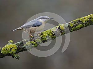 Nuthatch, Sitta europaea