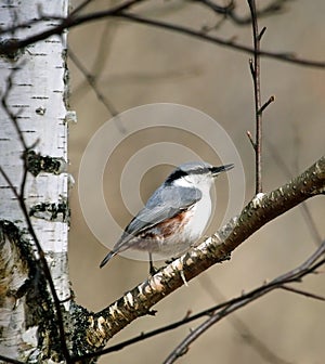 Nuthatch ( Sitta europaea )