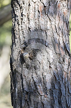 Nuthatch, sitta europaea,