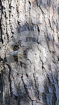 Nuthatch, sitta europaea,