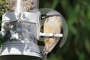 Nuthatch (Sitta europaea)