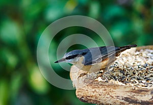 Nuthatch sitta europaea