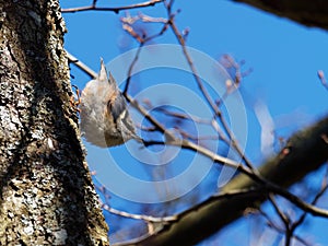 Nuthatch - Sitta Europaea