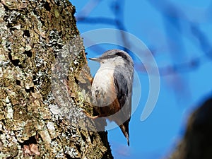 Nuthatch - Sitta Europaea