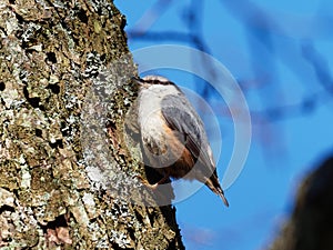 Nuthatch - Sitta Europaea