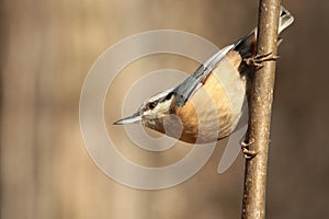Nuthatch - Sitta europaea in the forest