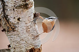 Nuthatch, Sitta europaea, perched on a tree trunk