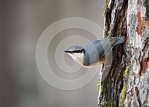 Nuthatch, Sitta europaea, perched on a tree trunk in winter