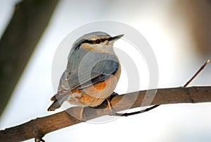 Nuthatch Sitta europaea (Sittidae)