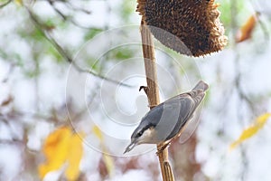 Nuthatch / Sitta europaea/ which eating seeds of sunflower