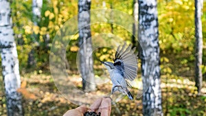 Nuthatch Sitta europea is sitting on the hand with open wings, Tomsk. photo