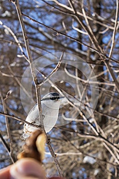 Nuthatch sitting on a branch of a tree in winter