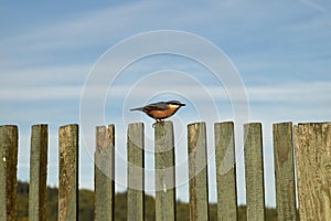 The Nuthatch sitting on the old wooden picket fencing.