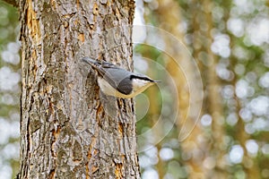 Nuthatch in small forest bird in preferred habitat. Bird in forest