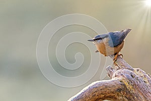 Nuthatch songbird isolated on a garden background