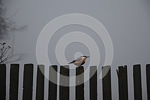 The Nuthatch standing on the wooden picket fencing