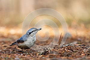 Nuthatch stands on the ground in the morning sun