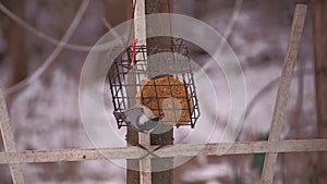 Nuthatch on suet