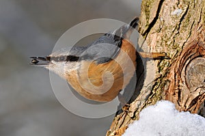 Nuthatch with sunflower seed in beak