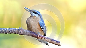 Nuthatch on Tree Branch