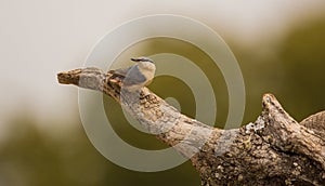 Nuthatch on tree-log