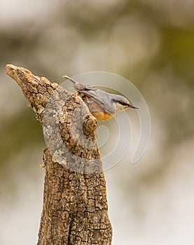 Nuthatch on a tree-log