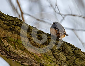 Nuthatch on a tree trunk, sky in the background