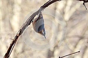 Nuthatch - walking upside down on the vine