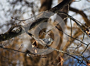 Nuthatch in wintertime