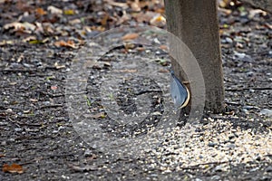 Nuthatch by a wooden bench ready to eat some seed