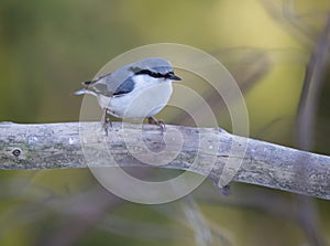 Nuthatches constitute a genus, Sitta, of small passerine birds belonging to the family Sittidae.