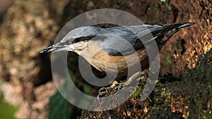 The nuthatches constitute a genus, Sitta, of small passerine birds belonging to the family Sittidae