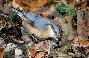 The nuthatches constitute a genus, Sitta, of small passerine birds belonging to the family Sittidae