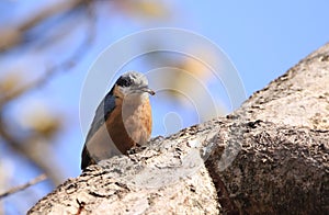 Nuthatch photo