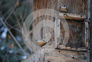 Nuthatches at feeder 1
