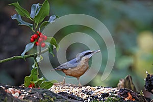 Nuthatches foraging for food in the woods