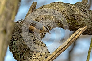 The nuthatches Sitta are a genus of songbirds