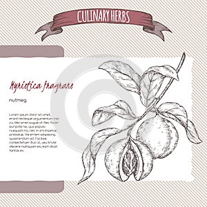 Nutmeg aka Myristica fragrans hand drawn sketch.