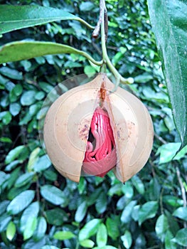 Nutmeg fruit