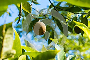 Nutmeg fruit growing