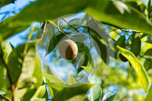 Nutmeg fruit growing