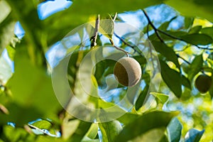 Nutmeg fruit growing