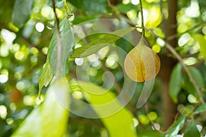 Nutmeg fruit growing