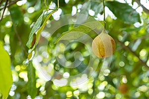 Nutmeg fruit growing