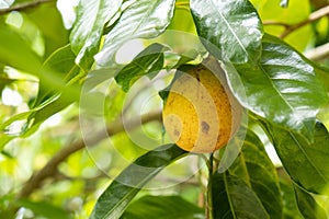 Nutmeg fruit growing