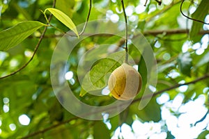 Nutmeg fruit growing