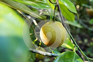 Nutmeg fruit growing