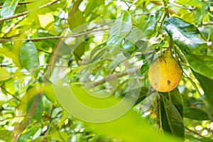 Nutmeg fruit growing