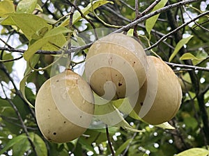 A Nutmeg Fruit in Hawaii