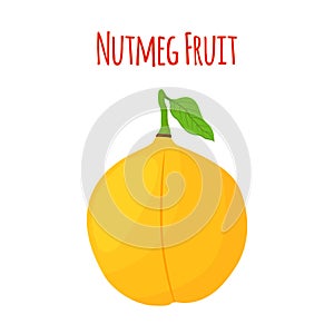 Nutmeg fruit. Healthy vegetarian food. Cartoon flat style. Vector illustration